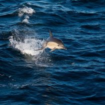 Delfin 2 by frederic
