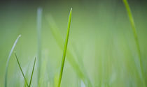 Grass by frederic