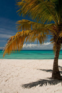Palme auf der Insel Saona von frederic