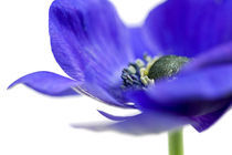 Blaue Anemone by picturedesign