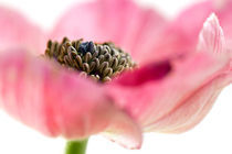Anemone by picturedesign