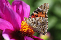 Schmetterling by Thomas Jäger