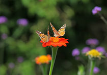 Schmetterling von Thomas Jäger