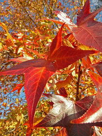 Amberbaum im Herbst von Erika Buresch