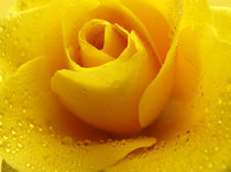 Rose in gelb mit Wassertropfen by Erika Buresch