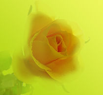 Gelbe Rose  by Erika Buresch