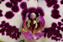Orchideen von kawest
