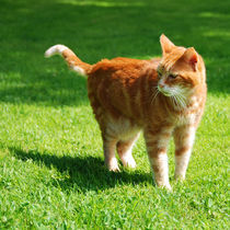 Ginger Cat von jacofuego