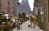 New York City - Ein Pferd by Doris Krüger