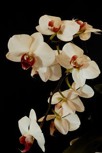 Orchid by Peter Steinhagen