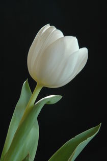 Tulip by Peter Steinhagen