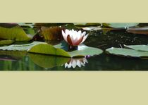 Water lily by Peter Steinhagen