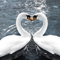 Swan-Love by Michael S. Schwarzer