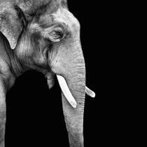 Elefanten vergessen nicht von Michael S. Schwarzer
