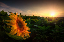 Sonnenblume von Michael S. Schwarzer