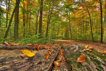 Herbstwald von Michael S. Schwarzer