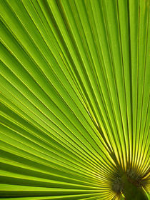 Natural Green II von Michael S. Schwarzer