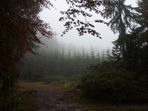 Herbstwald von Eva-Maria Oeser