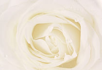 white rose von Diana Wolfraum