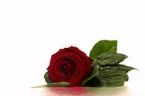 Red Rose von Diana Wolfraum