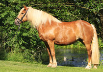 Haflinger by Diana Wolfraum
