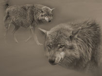 Wolf by Diana Wolfraum
