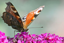Schmetterling by Diana Wolfraum