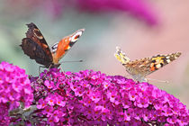 Schmetterlingsflieder von Diana Wolfraum
