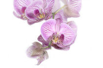 Orchidee von Diana Wolfraum