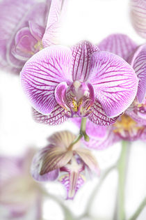 Orchideenblüte von Diana Wolfraum