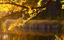 Herbstleuchten by Diana Wolfraum