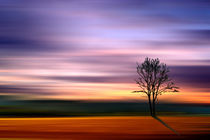 The lonely tree von Mathias May