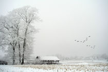 Zugvögel im Winter von Mathias May