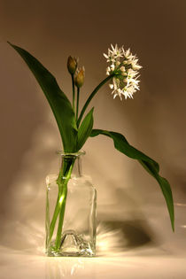 BÄRlauch  Allium ursinum by pichris