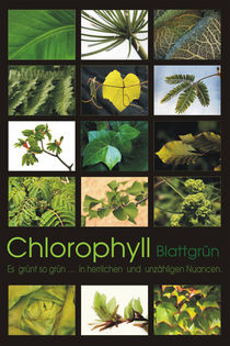 Chlorophyll - Blattgrün by pichris
