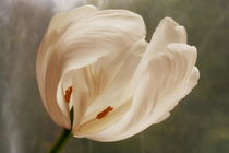 tulipa antiqua by pichris