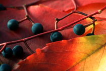 Herbstfarben von pichris