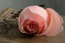 rosa ROSE von pichris
