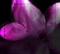 Projekt lila dark by Ines Schmelzer