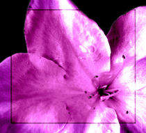 Projekt lila by Ines Schmelzer