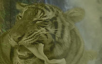 fressender Tiger by Ines Schmelzer
