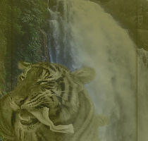 fressender Tiger mit Wasserfall von Ines Schmelzer