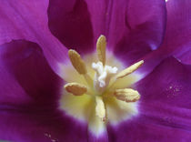 lila Blütentraum by Ines Schmelzer