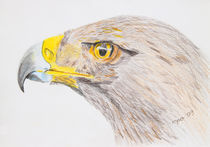 Adler - Eagle von ropo13