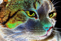 Verzauberter Kater - Enchanted cat von ropo13