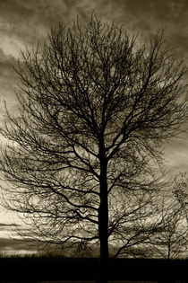 Wunderbaum - miracle tree von ropo13
