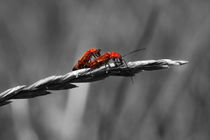 Rote Käferliebe - Red Beetle love von ropo13