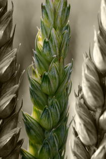 Weizen - wheat von ropo13