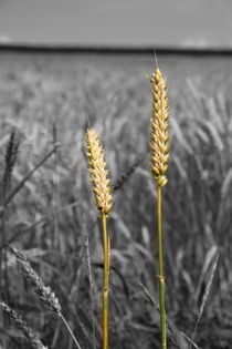 Weizenähren - wheat ears by ropo13
