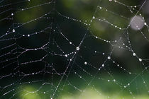 Spinnennetz 2 von ropo13